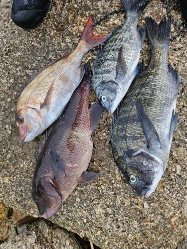 マダイの釣果