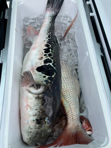 トラフグの釣果