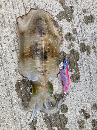 アオリイカの釣果