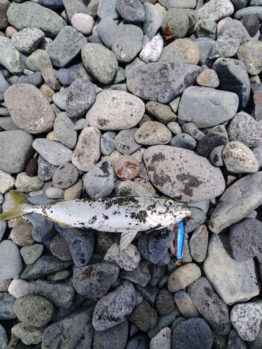 ワカシの釣果