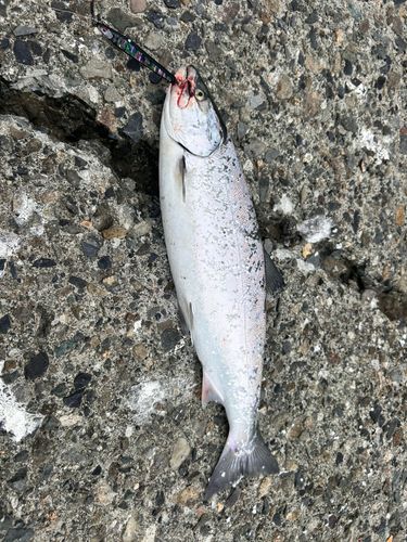 サクラマスの釣果