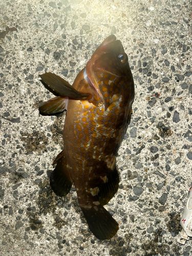 アコウの釣果