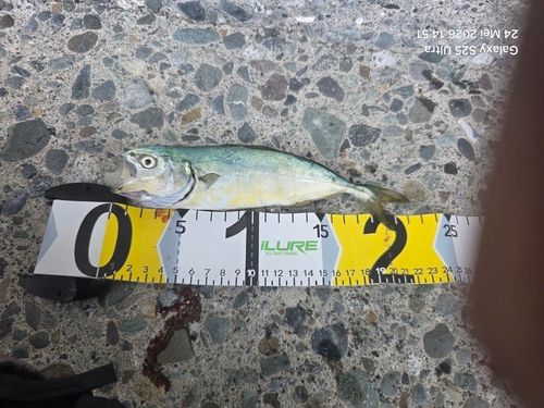 ワカシの釣果