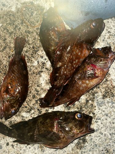 ガシラの釣果