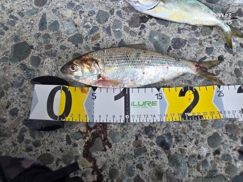 コノシロの釣果