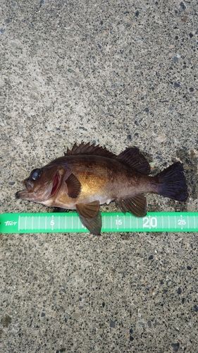 釣果
