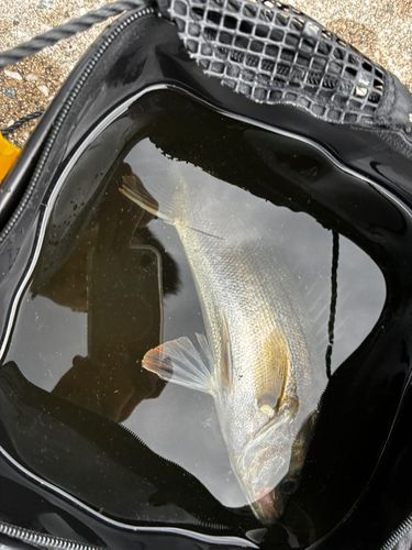 釣果