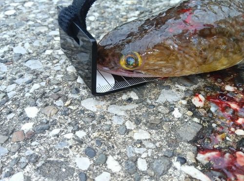 エソの釣果