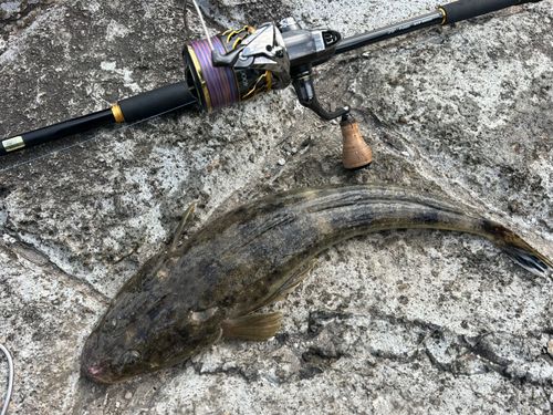 マゴチの釣果