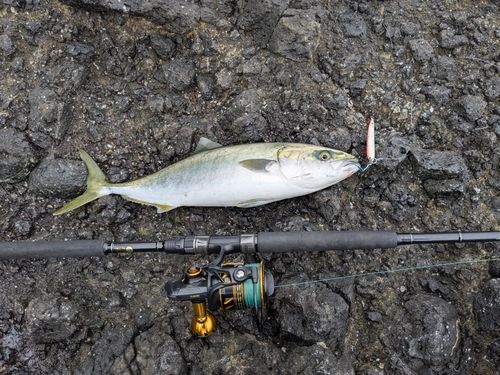 イナダの釣果