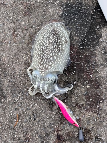 シリヤケイカの釣果