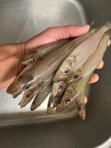 シロギスの釣果