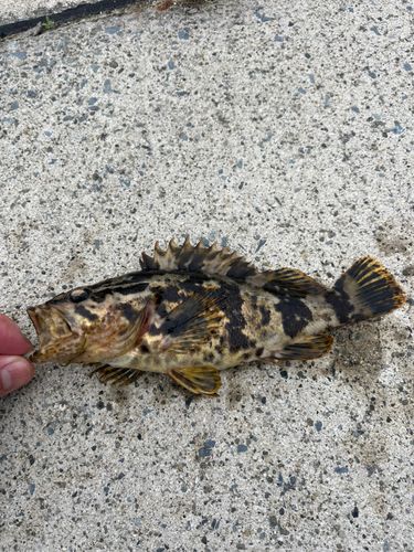 タケノコメバルの釣果