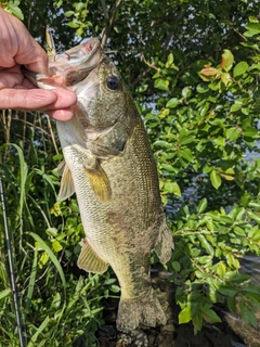 ラージマウスバスの釣果
