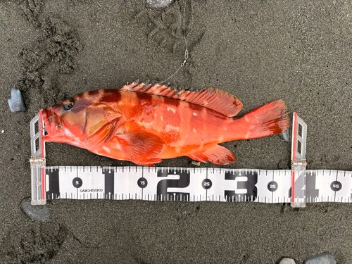 アカハタの釣果