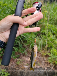 カワムツの釣果