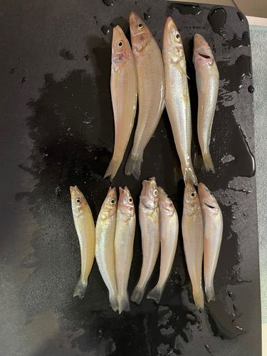 キスの釣果