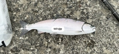 サクラマスの釣果