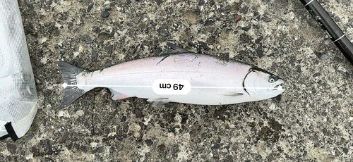サクラマスの釣果