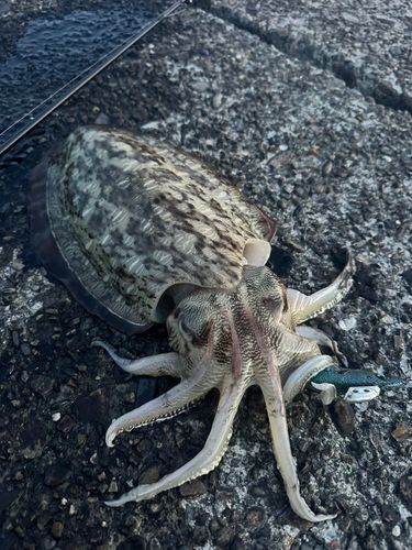 モンゴウイカの釣果
