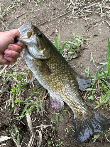 スモールマウスバスの釣果