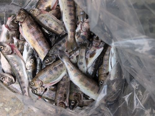 ヤマメの釣果