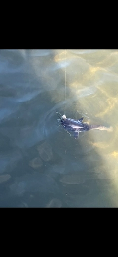 ナマズの釣果