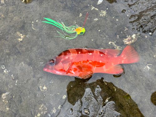 アカハタの釣果