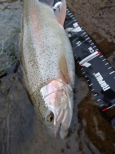 ニジマスの釣果