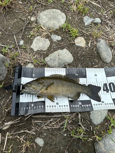 スモールマウスバスの釣果