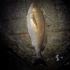 イサキの釣果