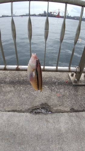 ベラの釣果