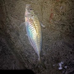 マアジの釣果