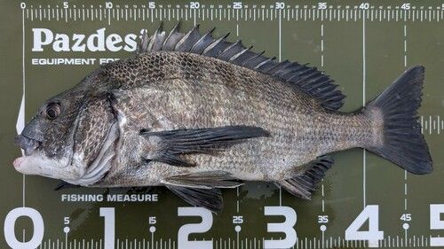 クロダイの釣果