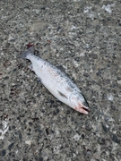 サクラマスの釣果