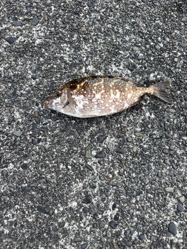 アイゴの釣果