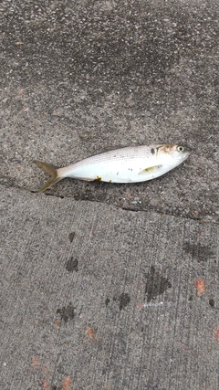 コノシロの釣果