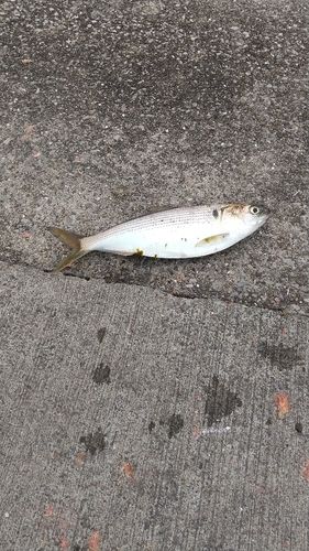 コノシロの釣果