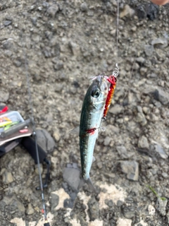 マイワシの釣果