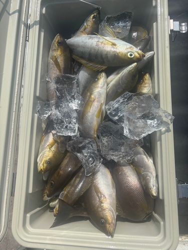 イサキの釣果