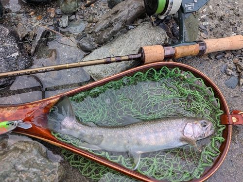 イワナの釣果