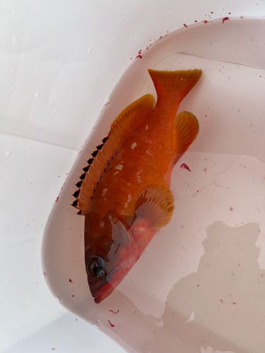 アカハタの釣果