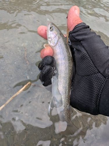 イワナの釣果