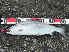 サクラマスの釣果
