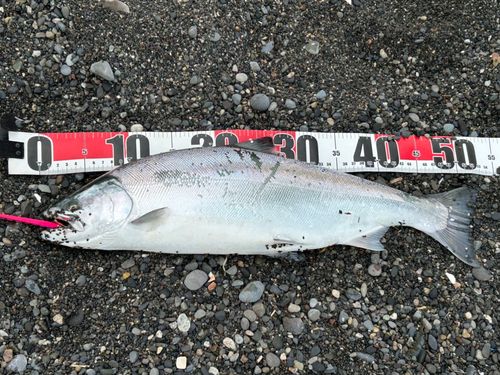 サクラマスの釣果