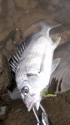 キビレの釣果