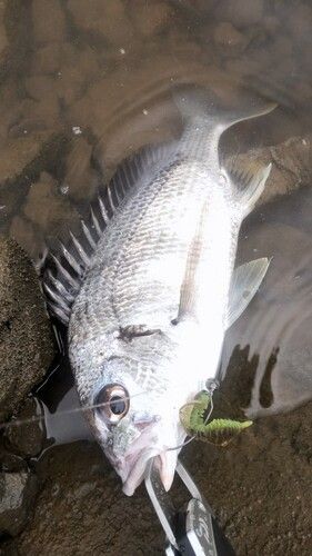 キビレの釣果