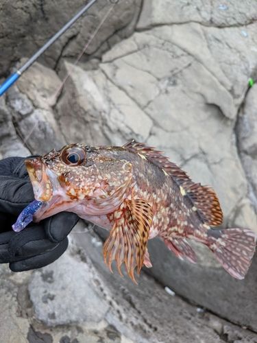 カサゴの釣果