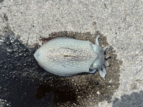 シリヤケイカの釣果