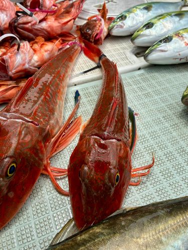 ホウボウの釣果